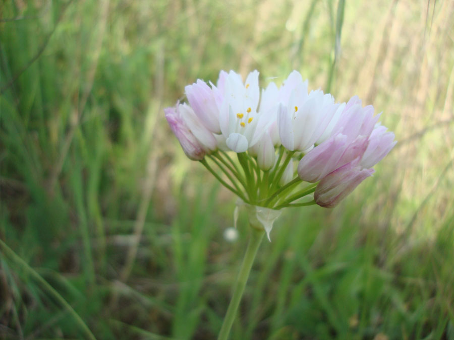 Allium roseum
