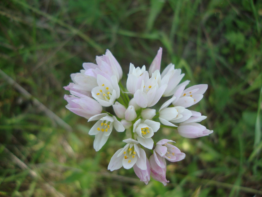 Allium roseum