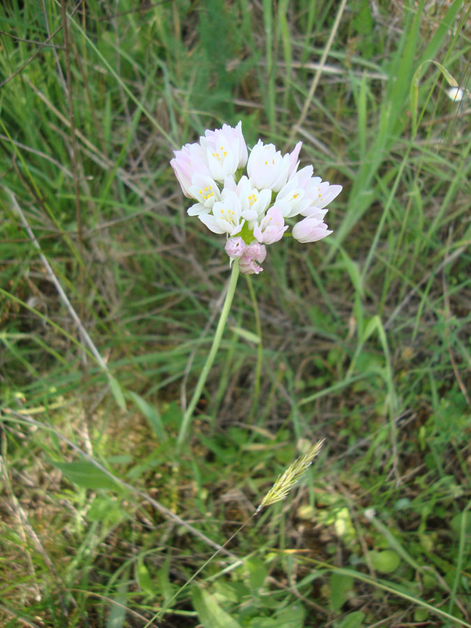Allium roseum