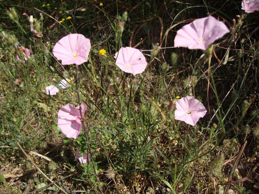 Convuolvulus canthabrica