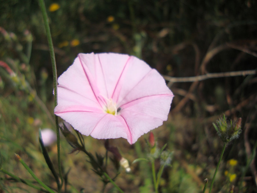 Convuolvulus canthabrica