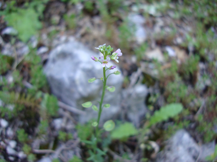 crucifera - Thlaspi ?