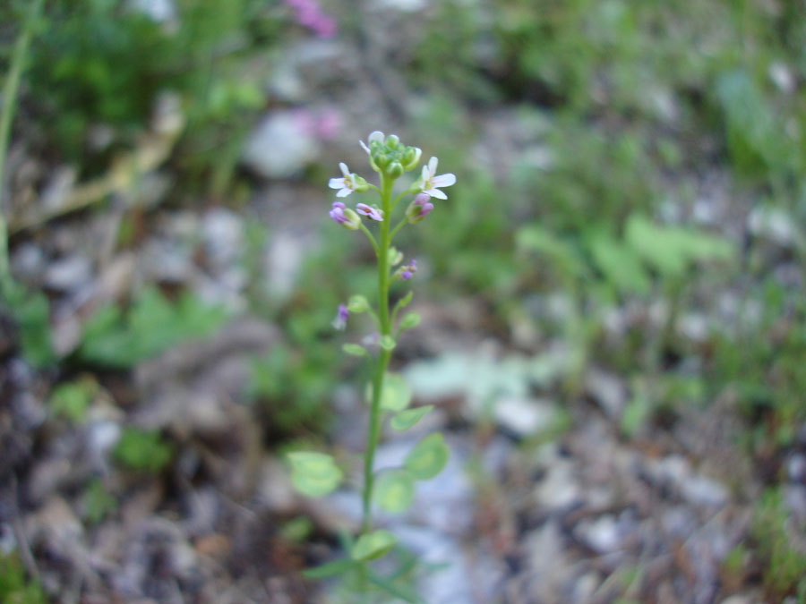 crucifera - Thlaspi ?