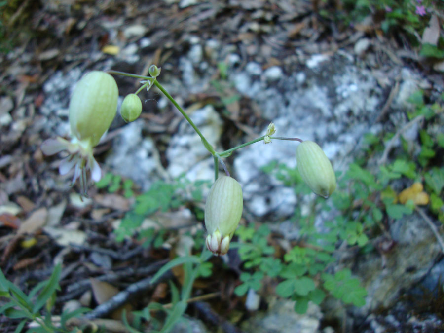 Silene vulgaris sl.
