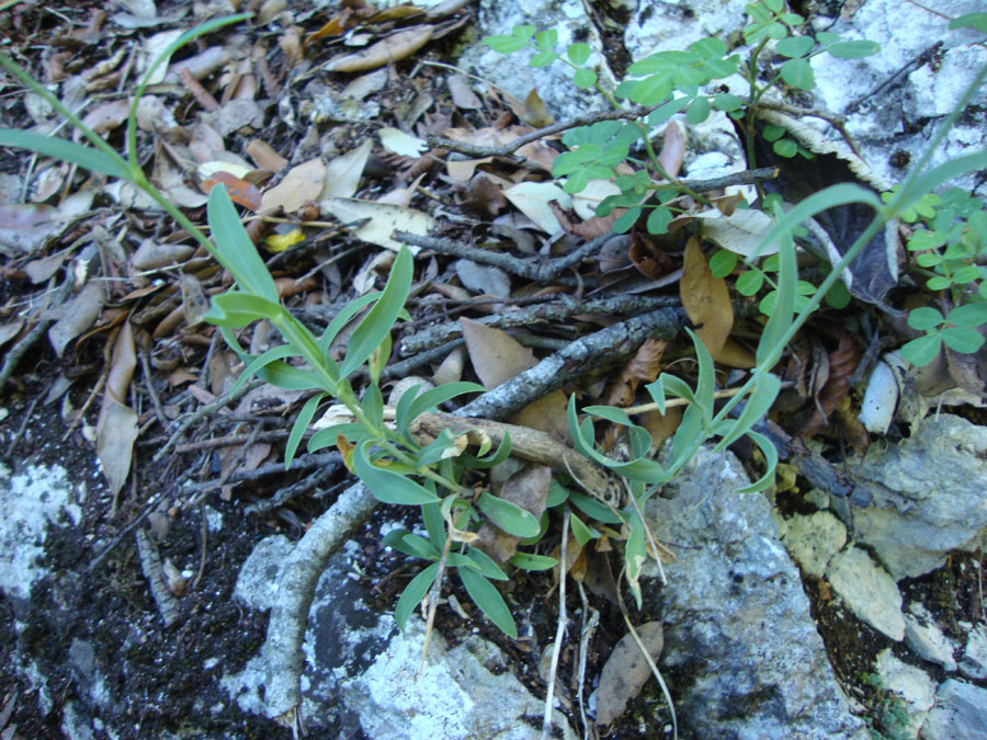Silene vulgaris sl.