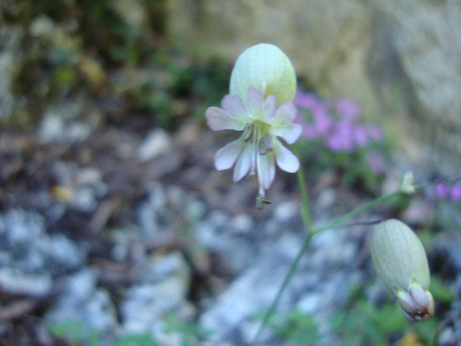 Silene vulgaris sl.