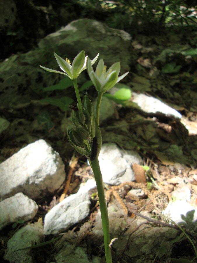 da determinare - Ornithogalum...?
