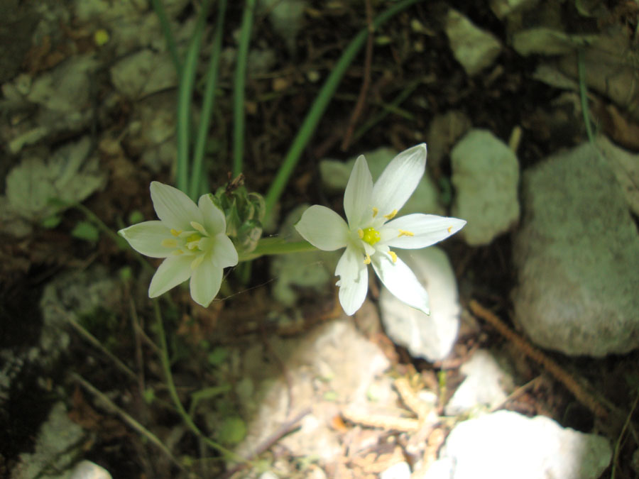 da determinare - Ornithogalum...?