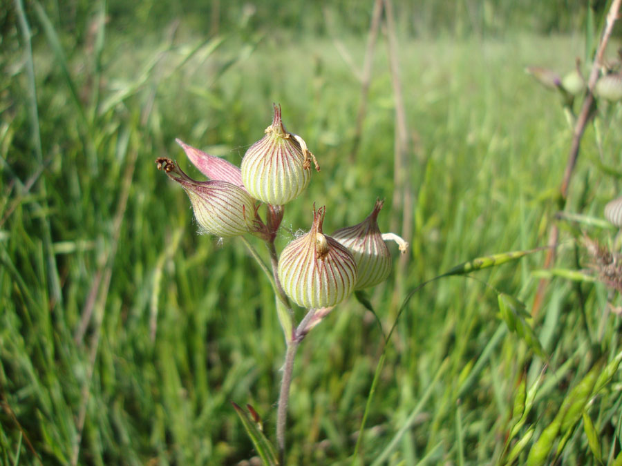 Silene conica / Silene conica