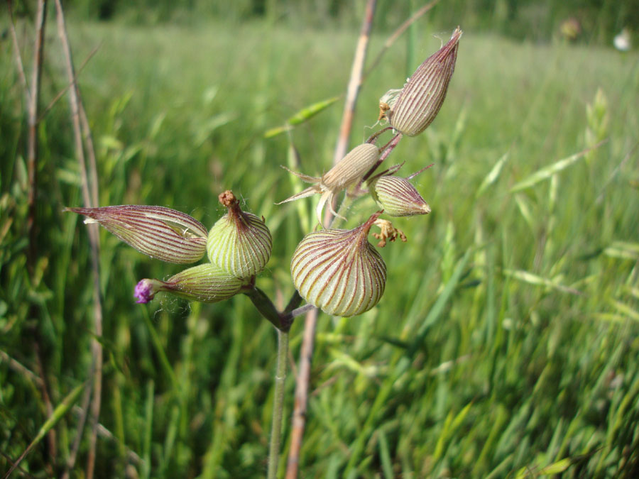 Silene conica / Silene conica