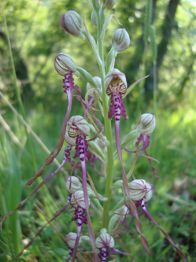 Himantoglossum adriaticum?