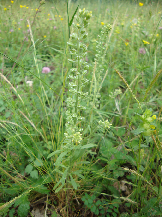 da determinare - Alyssum sp.