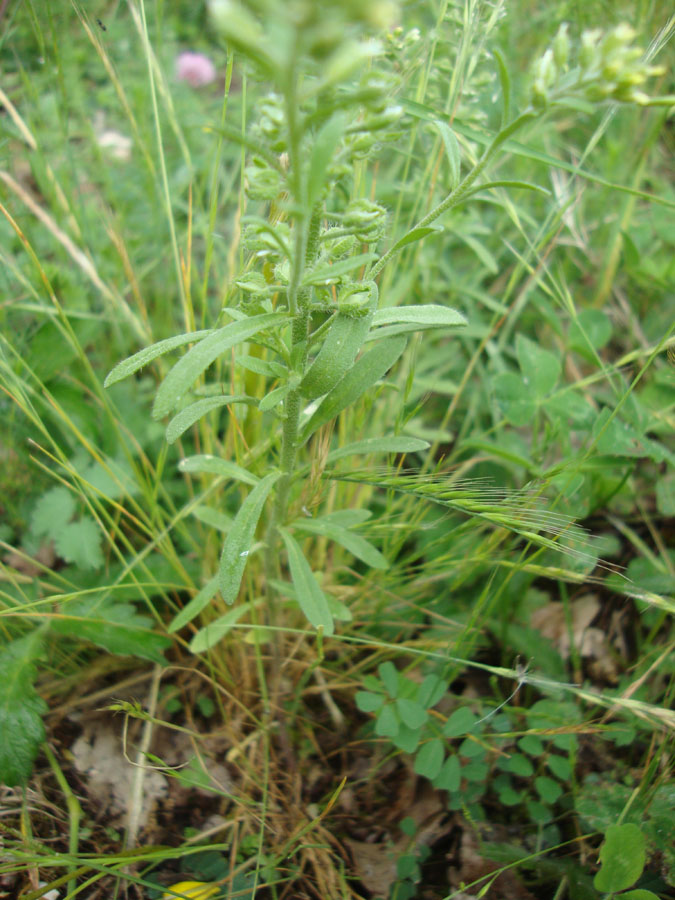 da determinare - Alyssum sp.