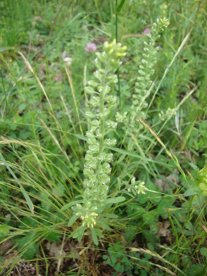 da determinare - Alyssum sp.