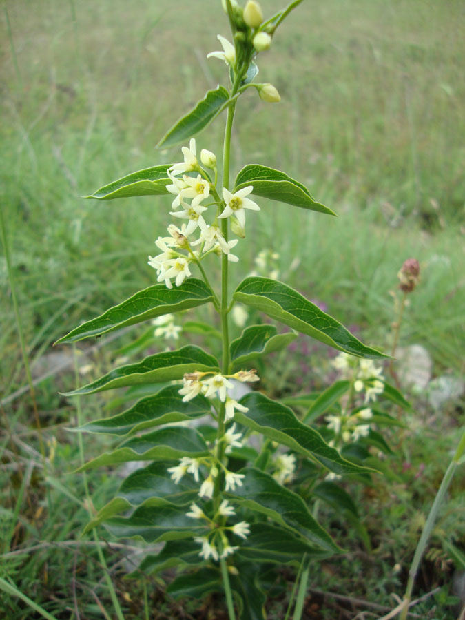 Vincetoxicum hirundinariae