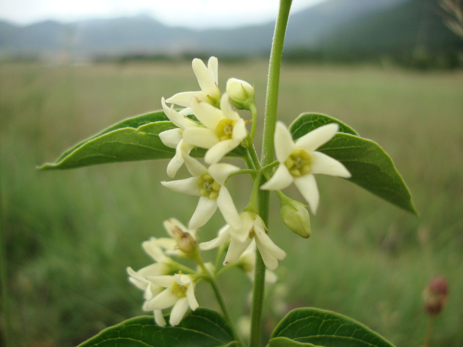 Vincetoxicum hirundinariae