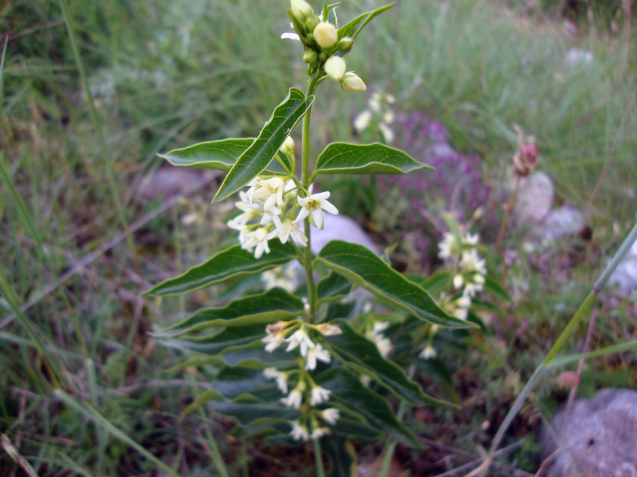 Vincetoxicum hirundinariae