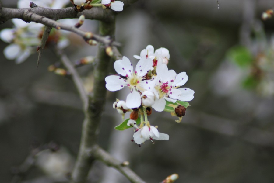 Prunus sp.