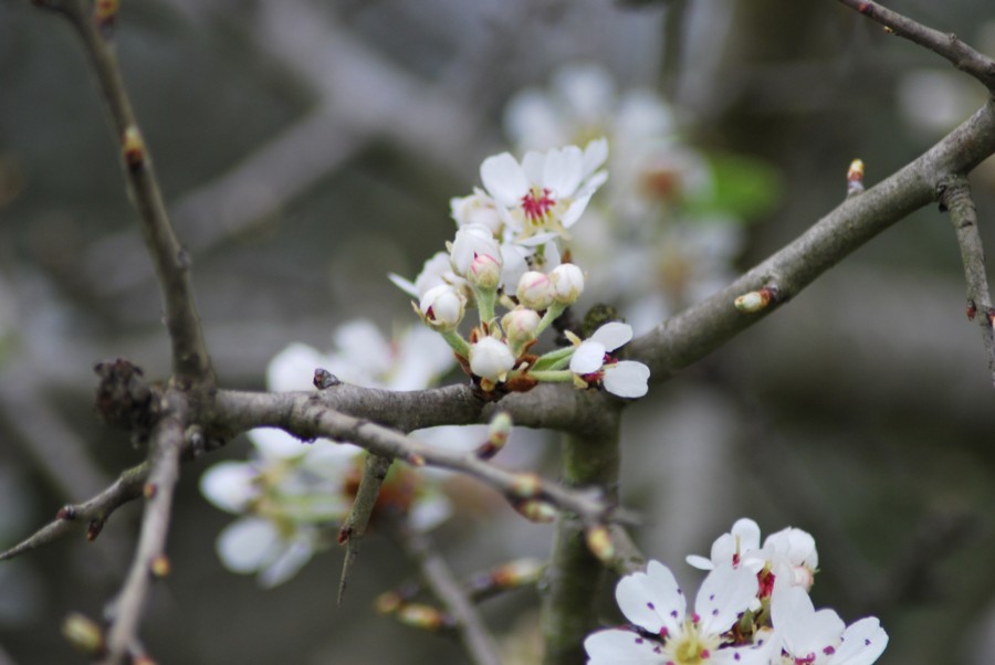 Prunus sp.