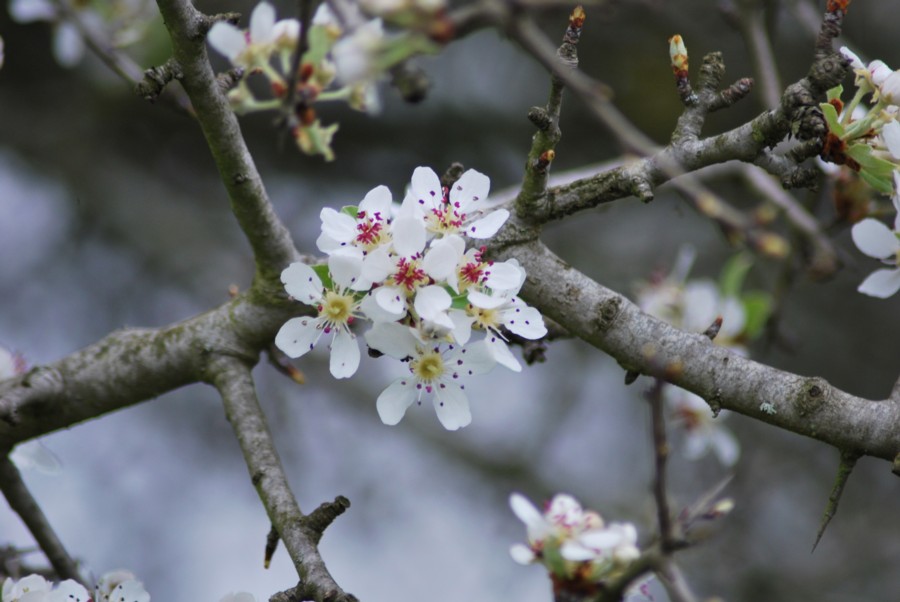 Prunus sp.