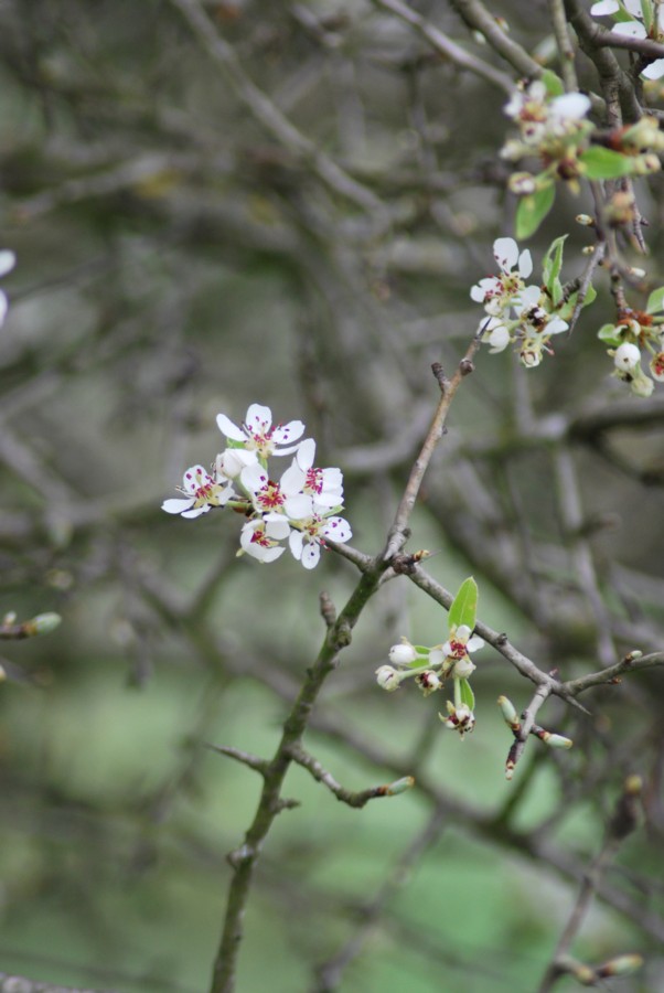 Prunus sp.