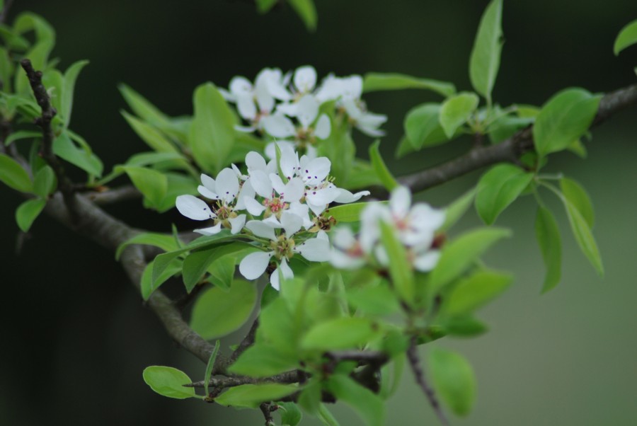 Prunus sp.