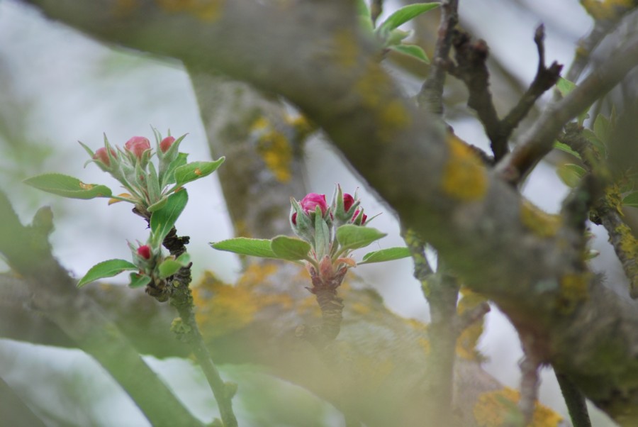albero da id - Malus?