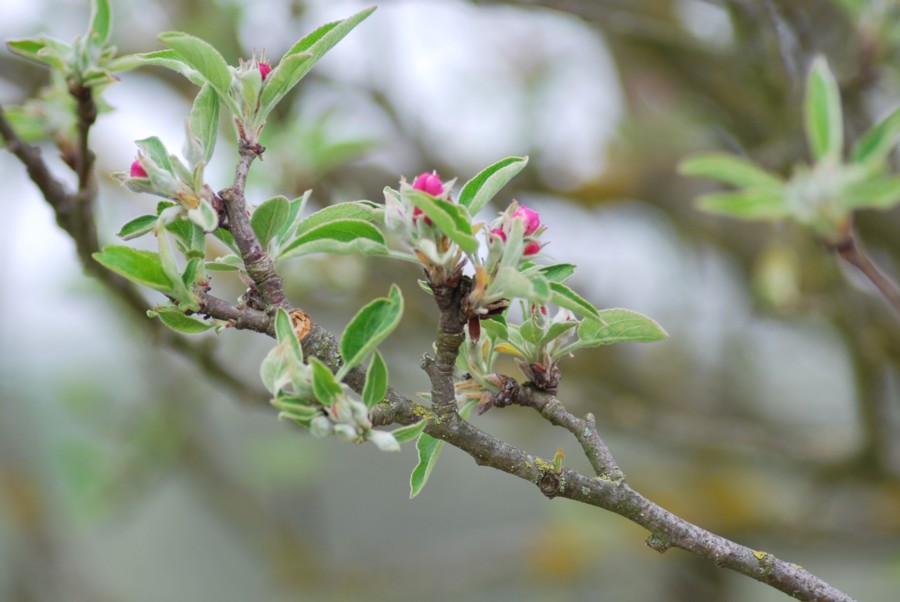 albero da id - Malus?