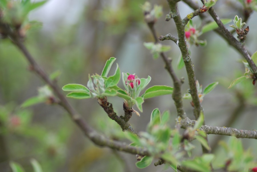 albero da id - Malus?