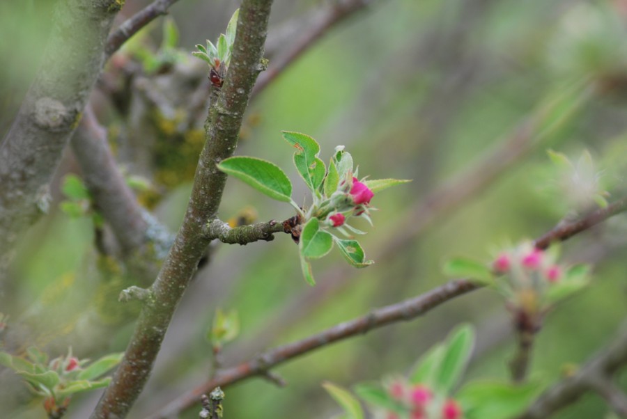 albero da id - Malus?