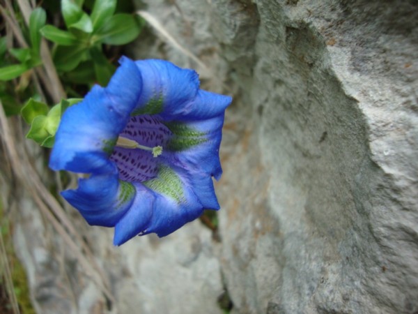 Gentiana dinarica