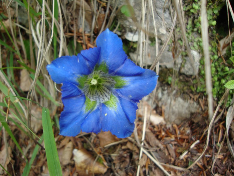 Gentiana dinarica