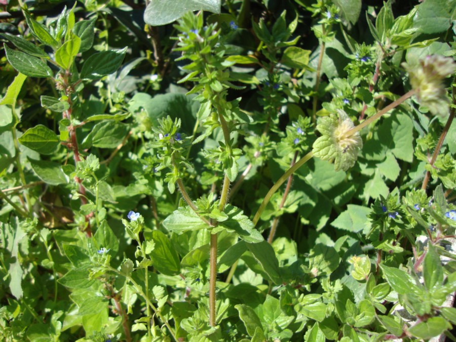 Veronica arvensis / Veronica dei campi