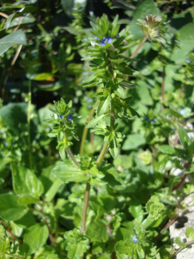 Veronica arvensis / Veronica dei campi