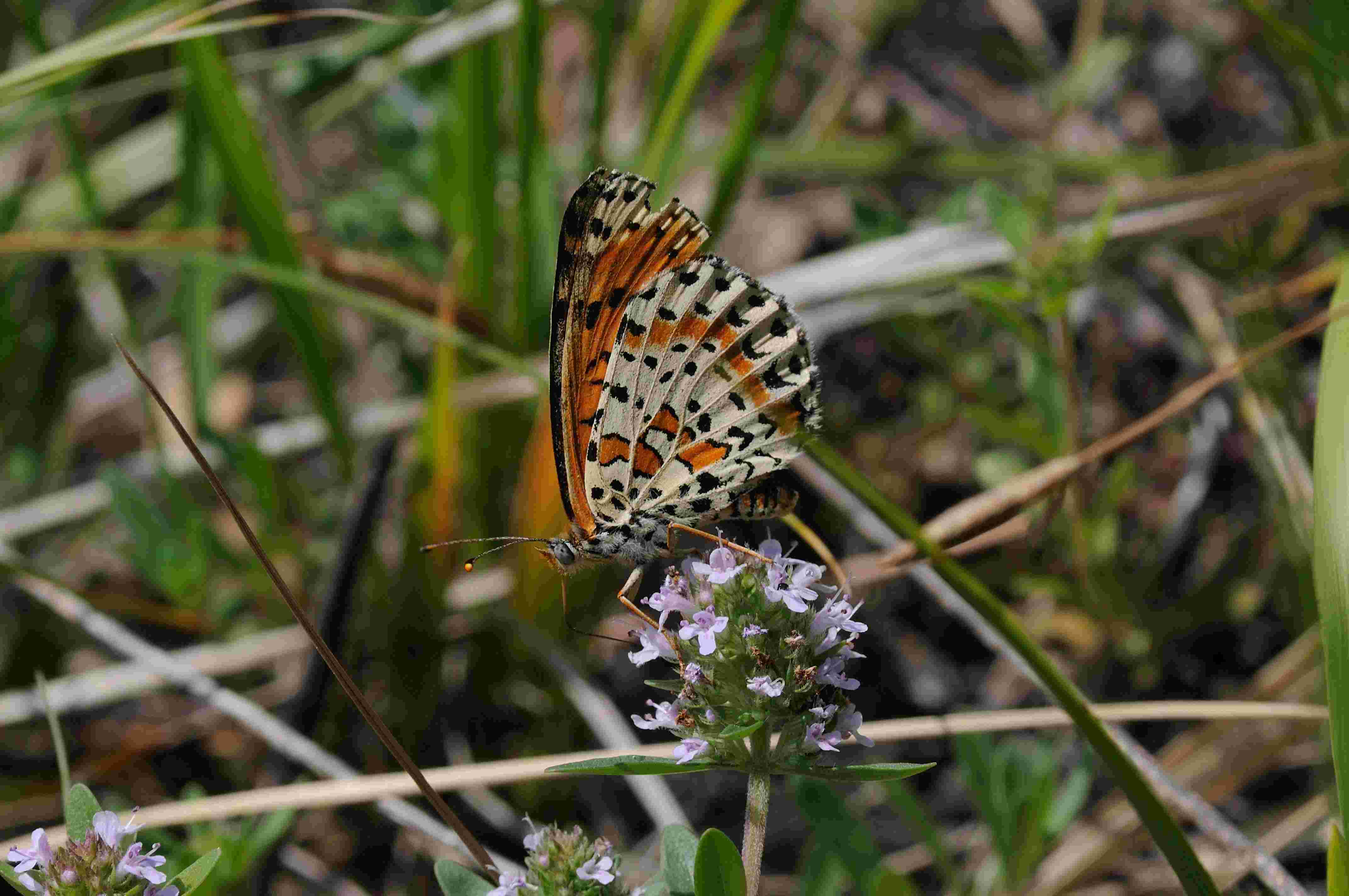 Melitaea dydima ?