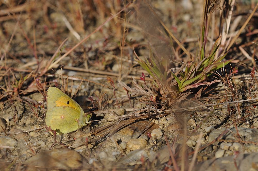 Colias crocea