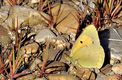 Colias crocea