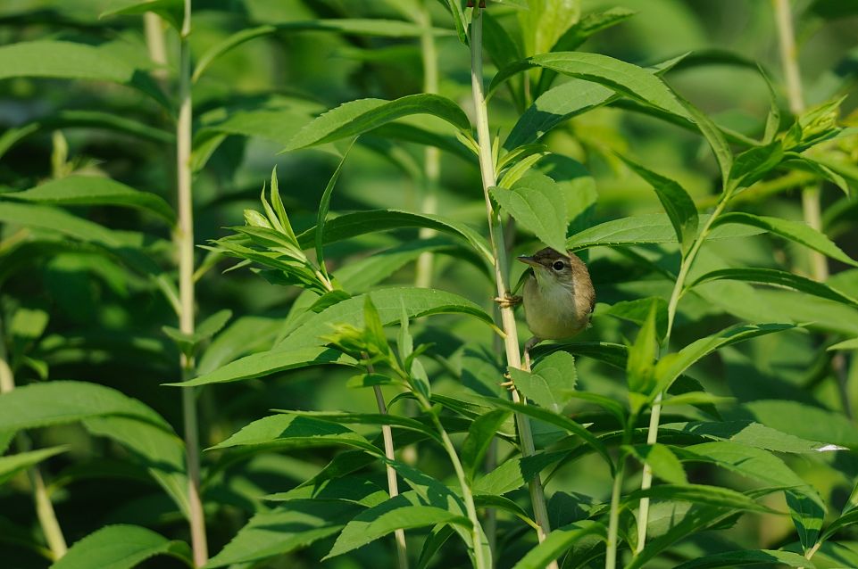 Cannareccione?