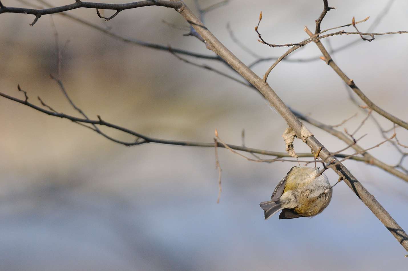Avifauna humor