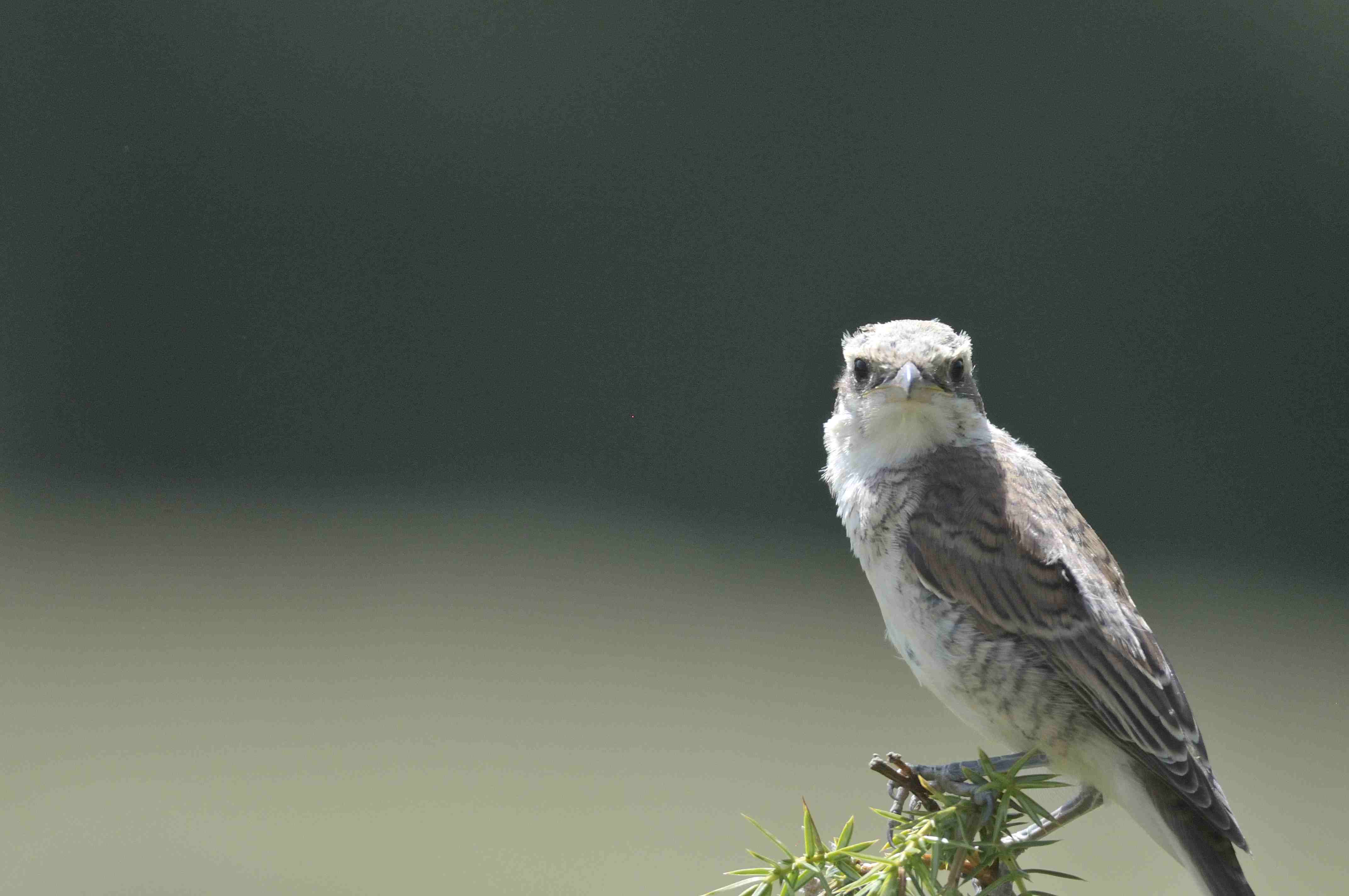 Fringuello e prego identificare