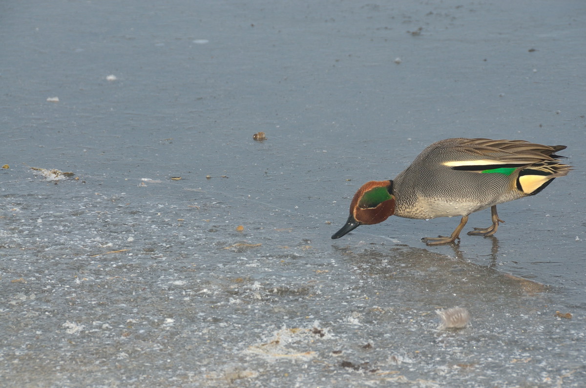 Palude in inverno