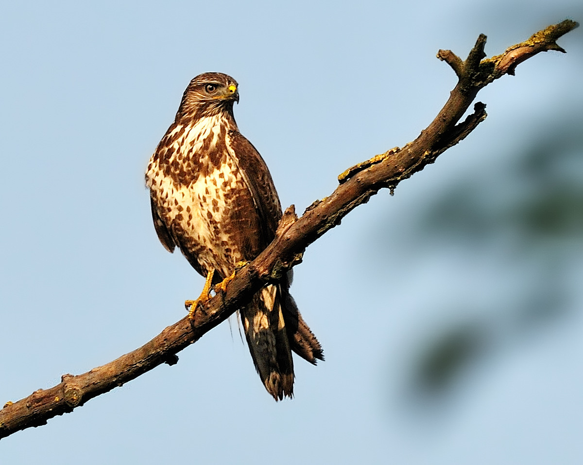 Buteo buteo