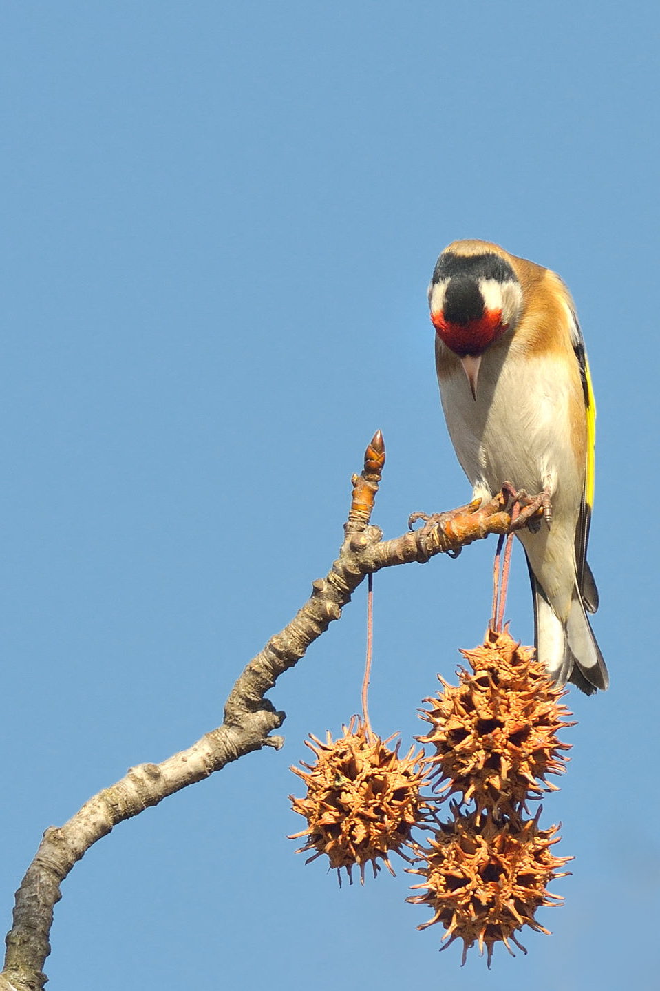 Avifauna humor