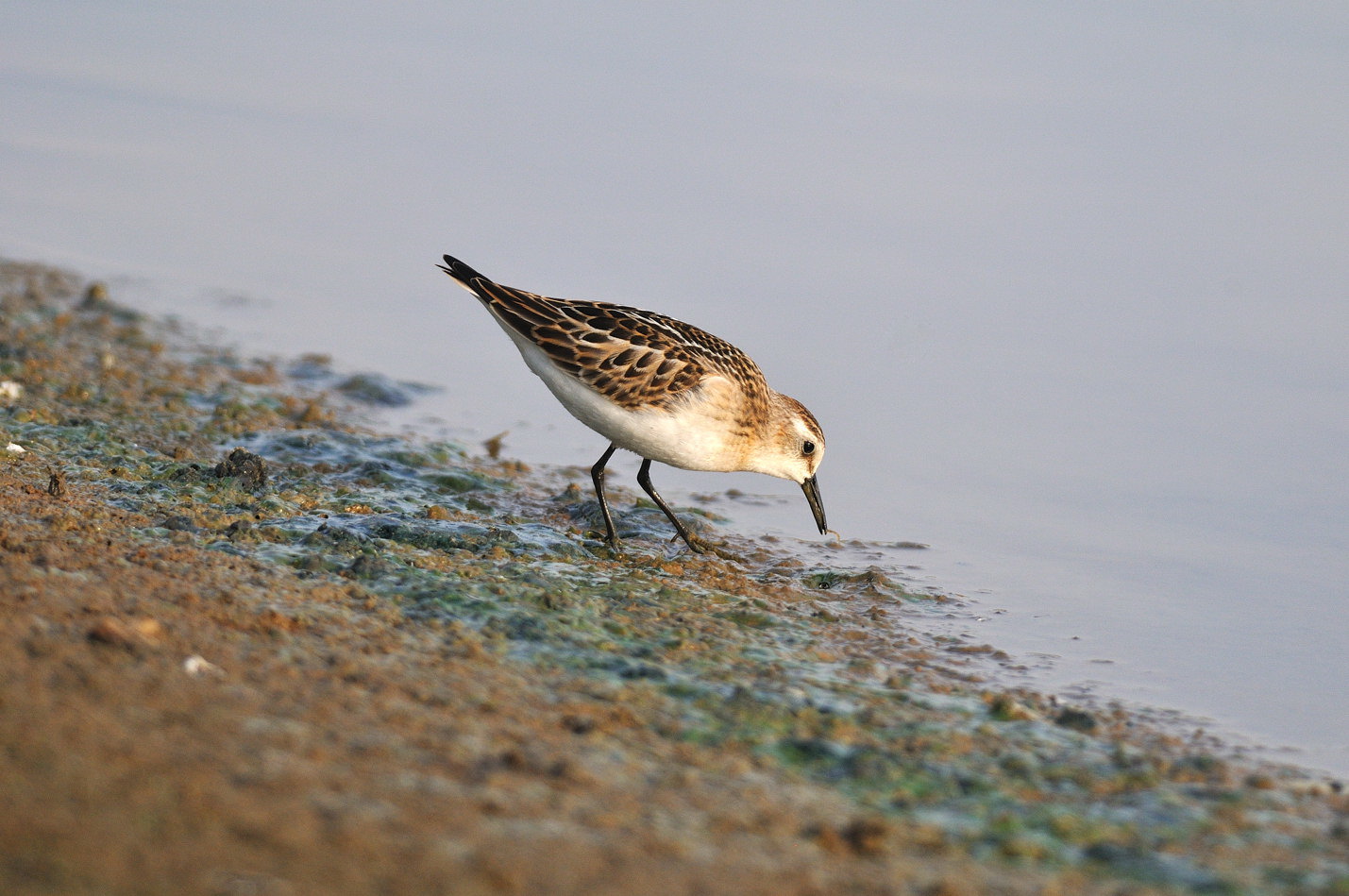 Corriere grosso e limicoli da verificare ID