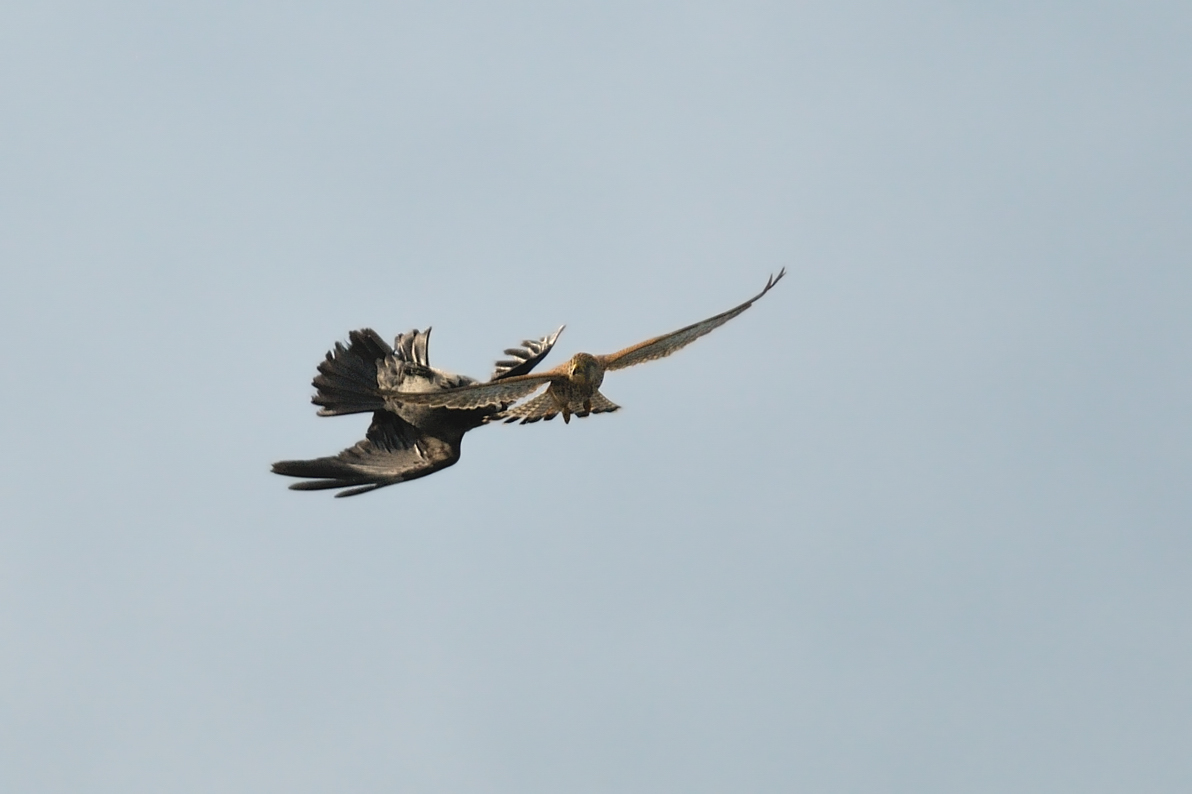 Gheppio e cornacchia