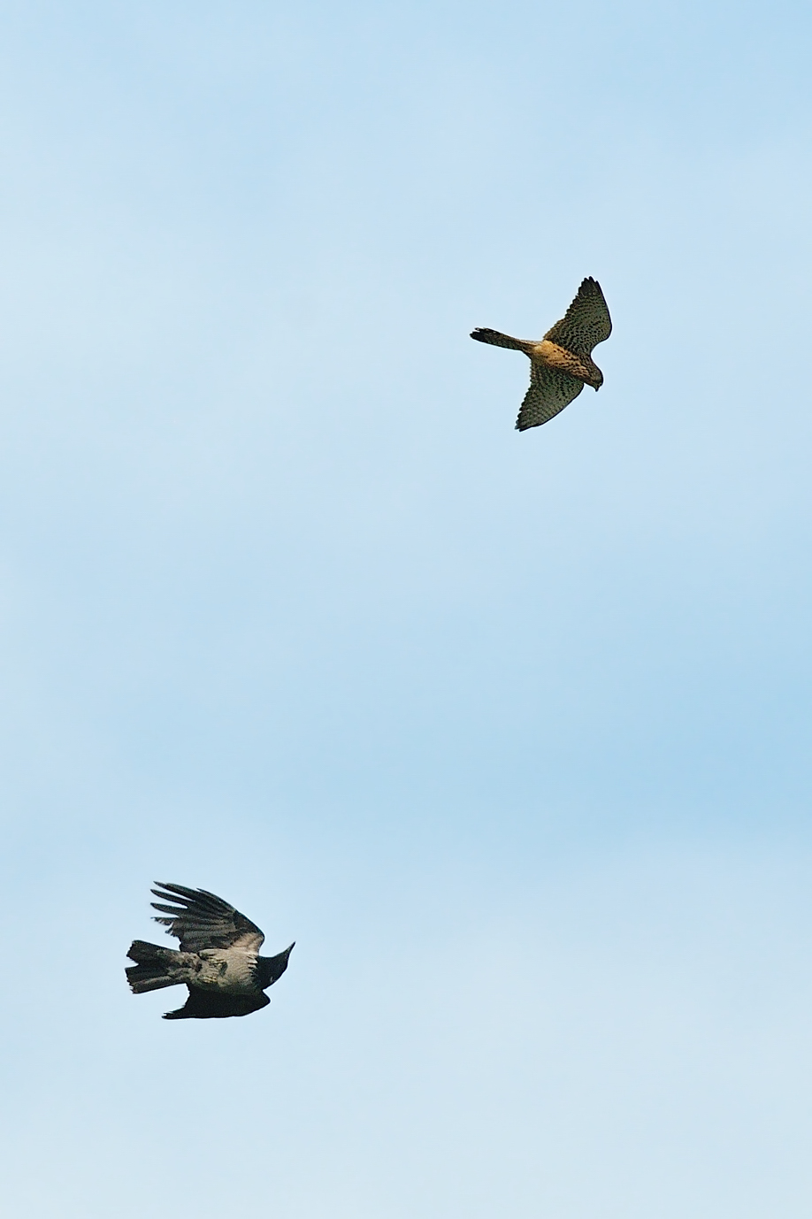 Gheppio e cornacchia