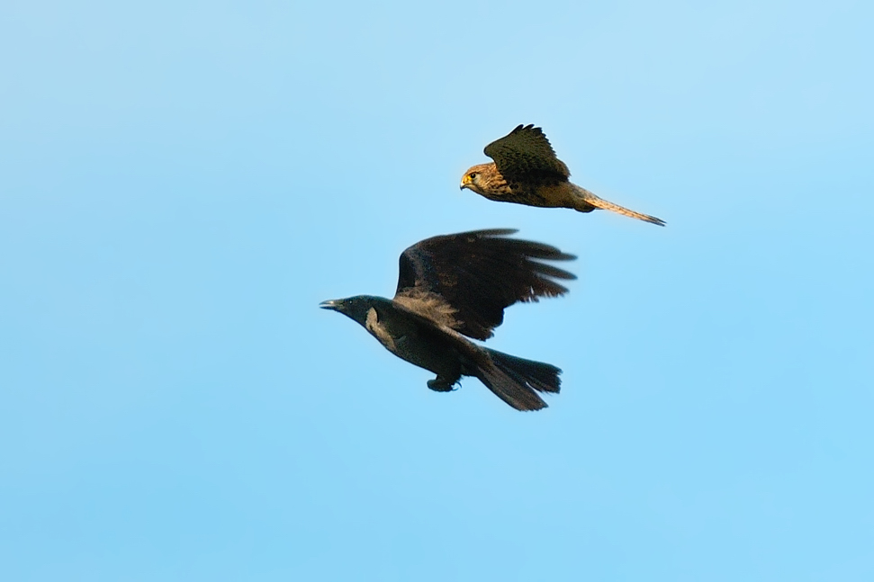 Gheppio e cornacchia