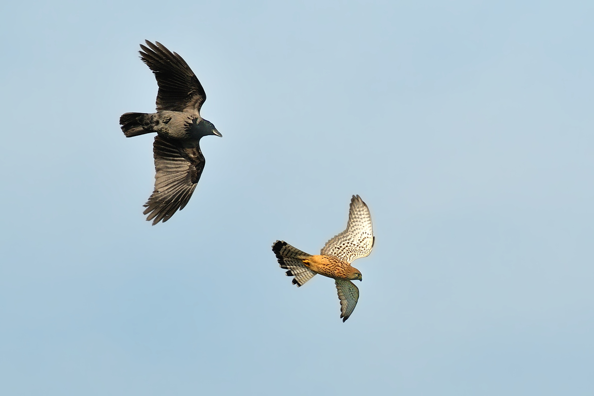 Gheppio e cornacchia