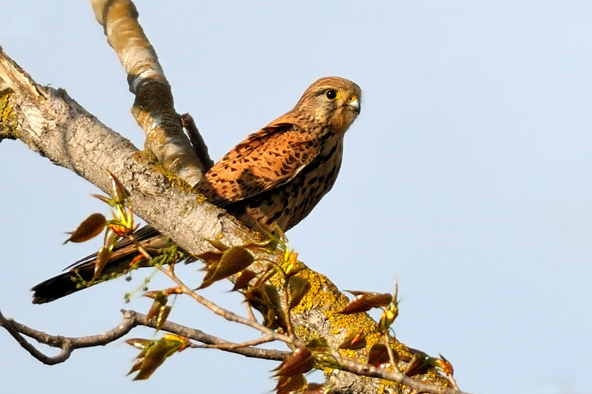 Gheppio e cornacchia