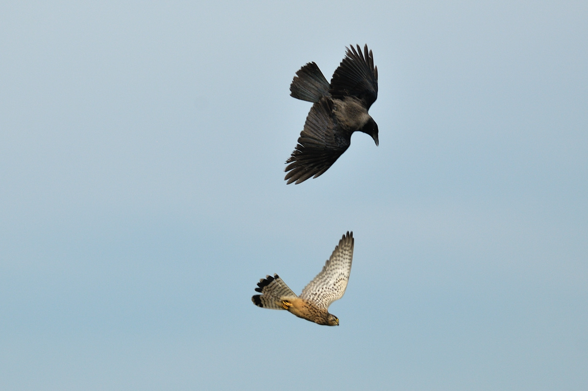 Gheppio e cornacchia